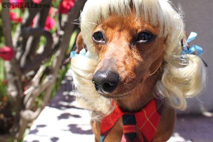My Dog Totally looks like Britney Spears pre hot mess edition. Ooops!
