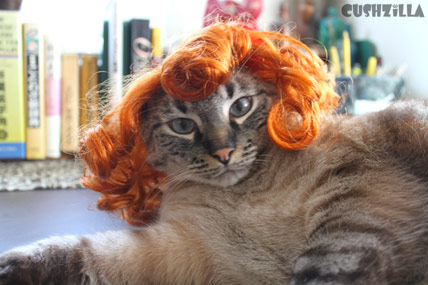 My Cat Totally looks Carrot Top