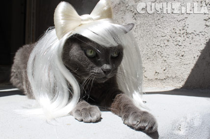 My Cat Totally looks like Lady Gaga. Please don't po-po-poke her face.