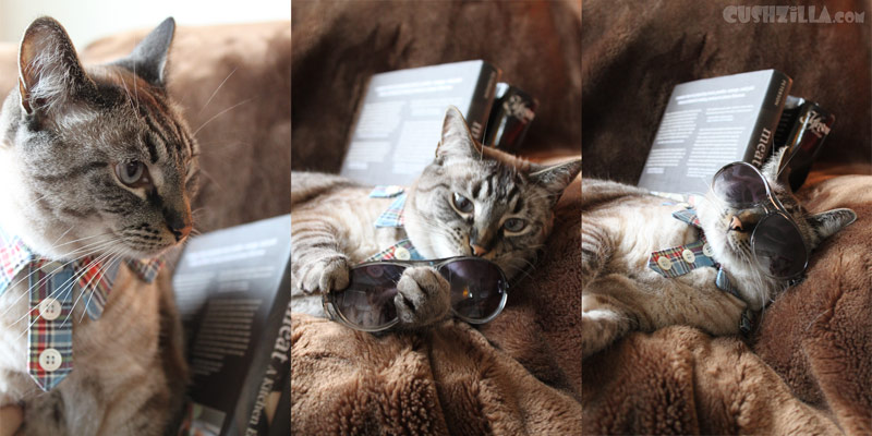 How to get dressed if you are a cat. A photo montage.