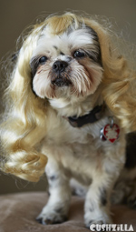 Dog Wig / Cat Wig: Cushzilla Wavy Blonde Wig for Dogs And Cats