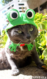 Frog Costume for Cats And Dogs from Cushzilla