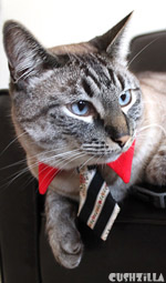 Cat Necktie / Dog Necktie in Business Cat Red from Cushzilla