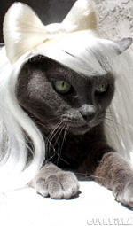 Cat Wig / Dog Wig: Cushzilla Lady Gaga Wig in Poker Face Platinum