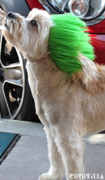 Dog Wig / Cat Wig: Cushzilla Nihilistic Neon Green Punk Wig