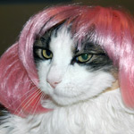 Pink Wig for Cats / Wig for Dogs