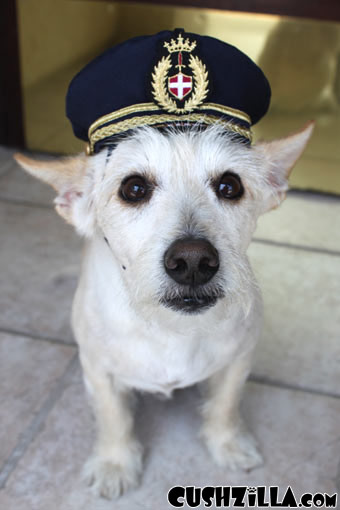 SMALL Pilot Hat for Dog