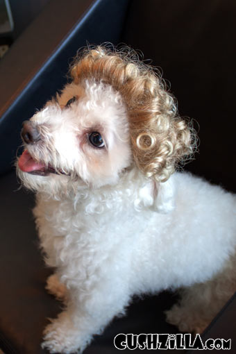 Dog Wig / Cat Wig: Cushzilla Blonde Ombre Tight Curls Wig for Dogs & Cats
