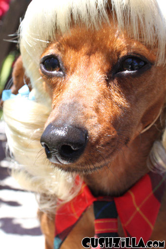 Blonde Pigtails Wig for Cats / Wig for Dogs