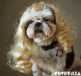 Dog Wig / Cat Wig: Cushzilla Wavy Blonde Wig for Dogs & Cats