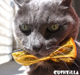 Cat Bow Tie / Dog Bow Tie in Sin Kitty Gold from Cushzilla