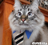 Necktie for Dog / Necktie for Cat - BLUE