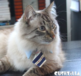 Necktie for Dog / Necktie for Cat - in LIGHT BLUE