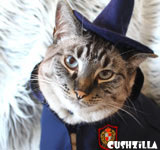 Harry Potter Costume for Dogs & Cats