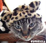 The Great Catsby Leopard Bonnet for Cats & Dogs from Cushzilla