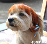 Red Pigtails Wig for Cats / Wig for Dogs
