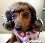 Brunette Pigtails Wig for Cats / Wig for Dogs