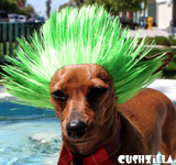 Green Spiky Punk Wig for Cats / Punk Wig for Dogs