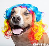 Rainbow Dog Wig / Rainbow Cat Wig - CURLY