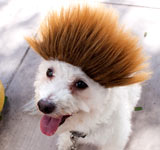 Spiked Bro Dog Wig / Ombre Spike Cat Wig