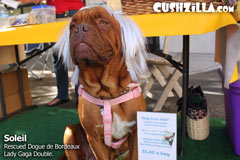 Soleil, Rescued Dogue de Bordeaux