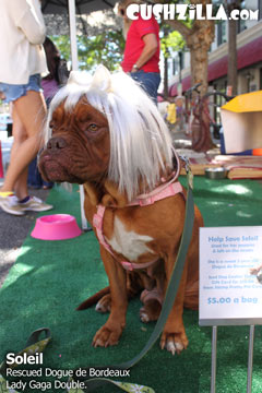 Soliel, Rescued Dogue de Bordeaux