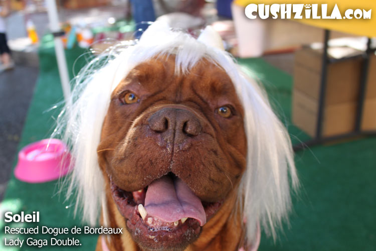 Soliel, Rescued Dogue de Bordeaux