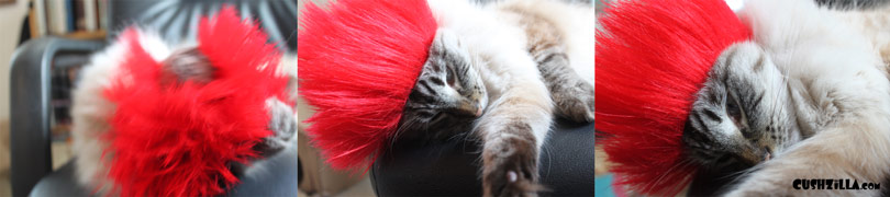 Justus in his punk cat wig