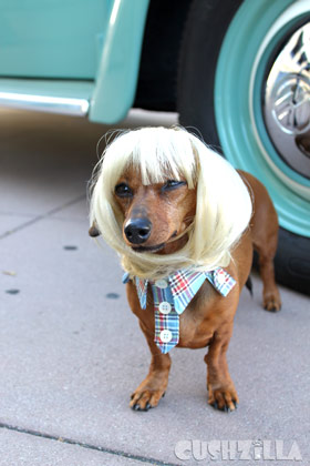 My Dog Totally looks like Edie Sedgwick. Google it.