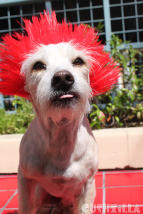 My Dog Totally looks like Sid Vicious.