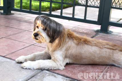 My Cat Totally looks like No Country for Old Dogs.