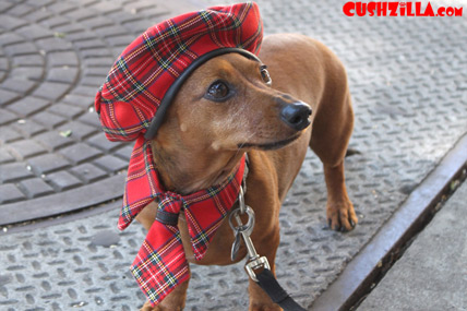 Dog costumes for the well dressed dog.