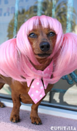 Dog Wig / Cat Wig: Cushzilla Pink Anime Pet Wig