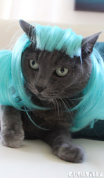 Cat Wig / Dog Wig: Cushzilla Aqua Anime Pet Wig