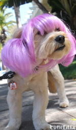 Dog Wig / Cat Wig: Cushzilla Anime Purple Pet Wig