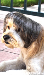 Cat Wig / Dog Wig: Cushzilla Cat Lady Salt-n-Pepper Bowl Cut Wig