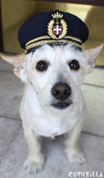 Pilot Hat for Dogs - Captain Dog Hat in SMALL from Cushzilla