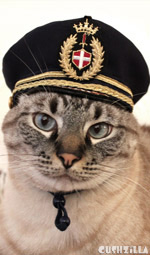 Pilot Hat for Cats: Small, from Cushzilla