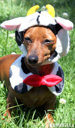 Happy Cow Costume for Cats And Dogs from Cushzilla
