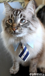 Cat Necktie / Dog Necktie - SFW Necktie for Cats And Dogs from Cushzilla