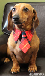 Cat Necktie / Dog Necktie - Bad-in-Plaid Red Necktie from Cushzilla