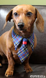 Cat Necktie / Dog Necktie in Blue Plaid from Cushzilla