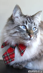 Cat Necktie / Dog Necktie - Prep School Plaid Necktie from Cushzilla