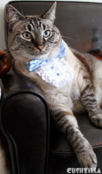 Prom King Cat Tuxedo / Dog Tuxedo from Cushzilla