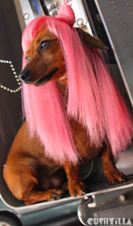 Cat Wig / Dog Wig: Cushzilla Lady Gaga Wig in Paparazzi Pink