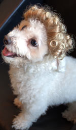 Dog Wig / Cat Wig: Cushzilla Blonde Ombre Tight Curls Wig for Dogs And Cats