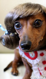 Dog Wig / Cat Wig: Cushzilla Brunette Pigtails Pet Wig