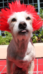 Dog Wig / Cat Wig: Cushzilla Sid Not-So-Vicious Red Punk Wig