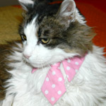 Necktie for Dog / Necktie for Cat - in PINK