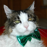 Bow Tie for Cats / Bow Tie for Dogs - Sparkly GREEN